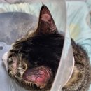 고양이병원 소설 이미지