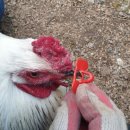 평화안경 이미지