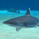 아가푸드 | [일본 오키나와] 츄라우미 수족관 관광 후기 티켓 싸게 사는 법 및 외부 푸드트럭 솔직후기