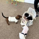 봉쥬르멍멍 이미지