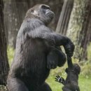 고릴라 이미지
