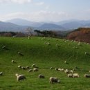 새하얀목장 이미지