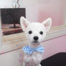 뽀삐 애견샵 이미지