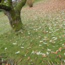 클래식 기타(야) 이미지