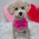 아모르 댕 이미지