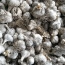 김병대 농장 이미지