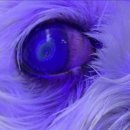 레오동물병원 이미지