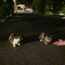 엘플레이트풀빌라 이미지