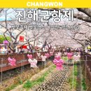 아찔한 떡닭 일원점 | 진해군항제 벚꽃축제 실시간 여좌천 벚꽃명소 주차 먹거리 총정리