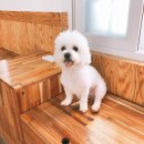 까비애견 이미지