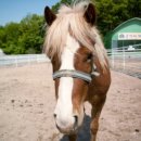 한강가족농장 이미지