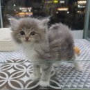 대구고양이분양 원펫 이미지