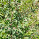 밭두렁농원 이미지