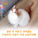 [이용후기] 페팸 캣시터 돌봄 후기_슈냥이네