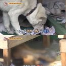 동물농장 이미지