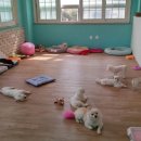 헬로똘복 - 성남시 분당구 미금로 251 | 헬로똘복