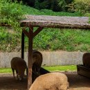 늘솔길근린공원 이미지