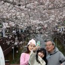 [뉴스1 PICK] 4년 만의 벚꽃 향연, 진해군항제 25일 개막 이미지