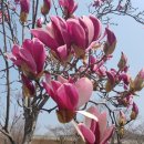 리스모어 이미지