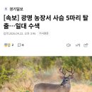 [속보] 광명 농장서 사슴 5마리 탈출…일대 수색 이미지