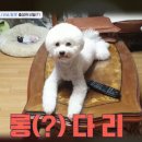 비숑 - 청주시 상당구 성안로 66-1 | 비숑
