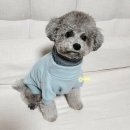 다미빈티지옷장 - 부천시 원미구 석천로16번길 9 | [강아지옷] 레이어드티로 가볍고 예쁜 강아지 기본티셔츠 추천 !