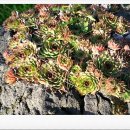 블루버드펜션 이미지