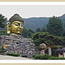 사론의 꽃