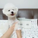 베이직 바디