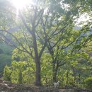 마루애견 이미지