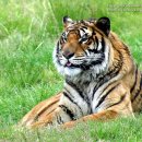호랑이 이미지