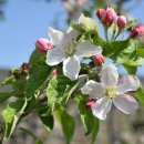 행복한사과나무 이미지