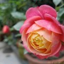 로만티카 이미지