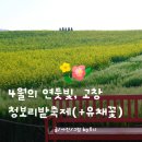 부부농장 | [공지] 2026 고창 청보리축제 기간 유채꽃 개화시기 주차 셔틀 현재모습 꿀팁 총정리