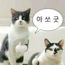 카페. 나른 네이버블로그