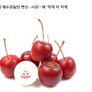 미니가 대세로 가는 과일들 이미지