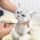 부산고양이미용&호텔 무냥무냥 대연점 | 고양이 특성에 맞춘 미용 전문샵, 이름부터 귀여운 &#39;부산고양이미용&amp;호텔 무냥무냥 대연점&#39;