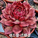 레드펄