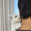 은하수펫샵 | 믿음직스러웠던 인천펫샵