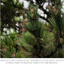 큰풍선초 / 이미지