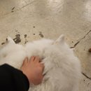 1013 | (충남 천안) 귀여운 사모예드가 문 앞을 지키고 있는 "투카인즈오브커피" 후기