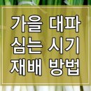 가을 대파 심는 시기 및 재배방법 알아보기 이미지