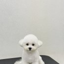 코코바코 이미지