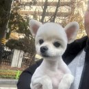 민's 펫살롱 이미지