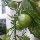 곰배령가든 이미지