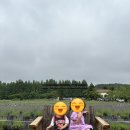 비에스지 | [강원도 고성 가볼만한곳] 아이와 주말 여행, 고성 하늬라벤더팜 축제 주차 및 최적의 동선 꿀팁!