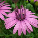 허브꽃농원 이미지