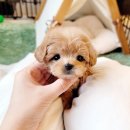 코코독(cocodog) 이미지