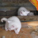 명수카센타 이미지