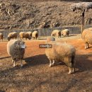 늘솔길공원양떼목장 이미지